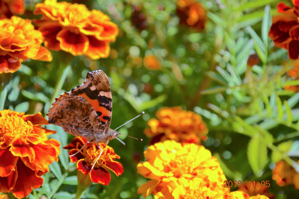 f:id:masatdm1951:20161106184351j:plain f:id:masatdm1951:20161106184351j:plain