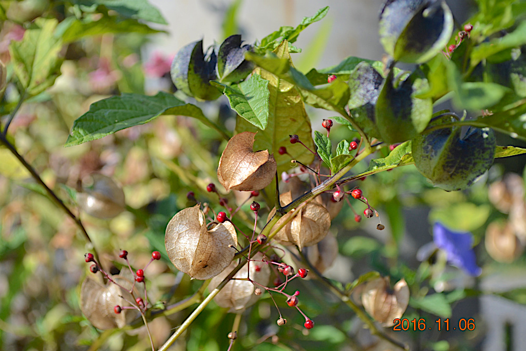 f:id:masatdm1951:20161107215134j:plain f:id:masatdm1951:20161107215134j:plain