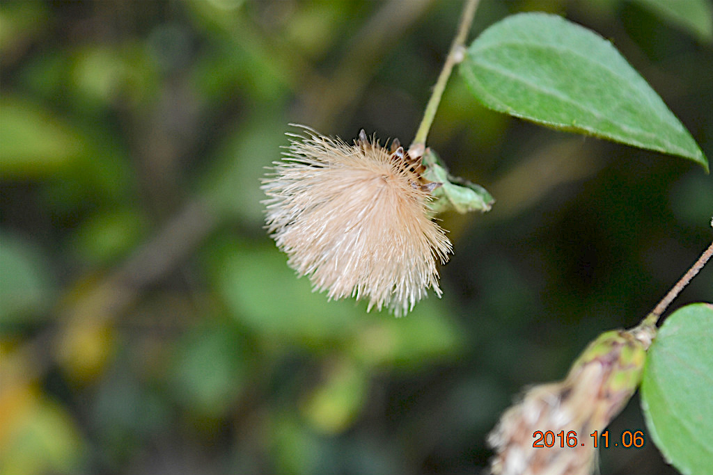 f:id:masatdm1951:20161107215217j:plain f:id:masatdm1951:20161107215217j:plain