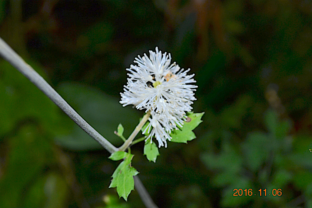 f:id:masatdm1951:20161107215220j:plain f:id:masatdm1951:20161107215220j:plain