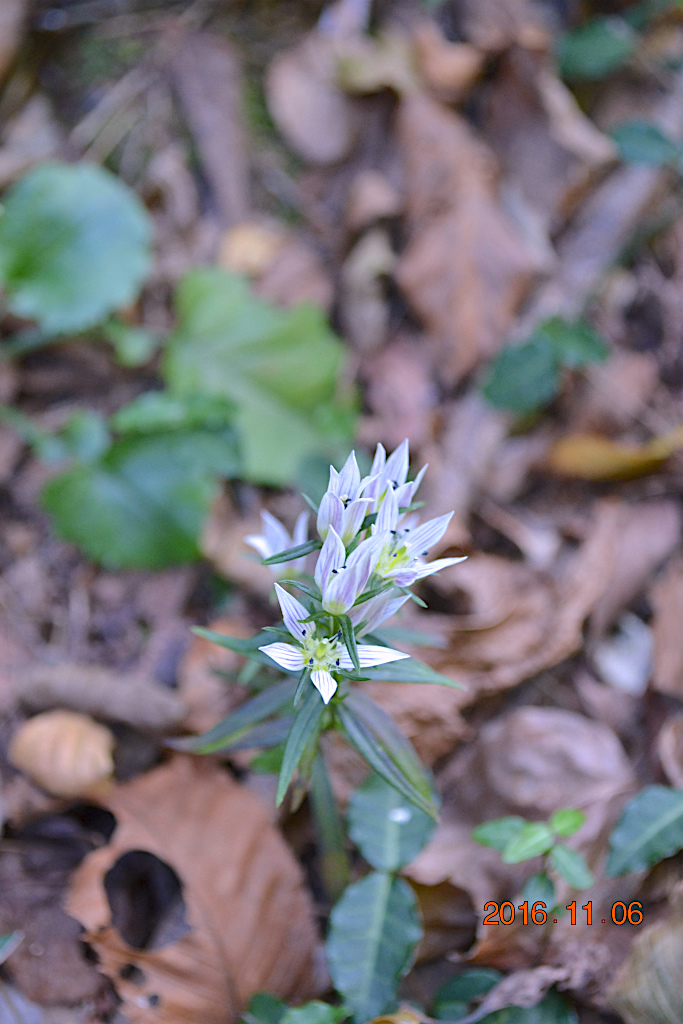 f:id:masatdm1951:20161107215326j:plain f:id:masatdm1951:20161107215326j:plain