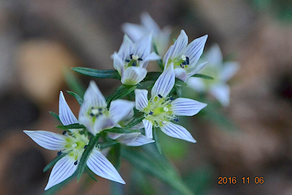 f:id:masatdm1951:20161107215334j:plain f:id:masatdm1951:20161107215334j:plain