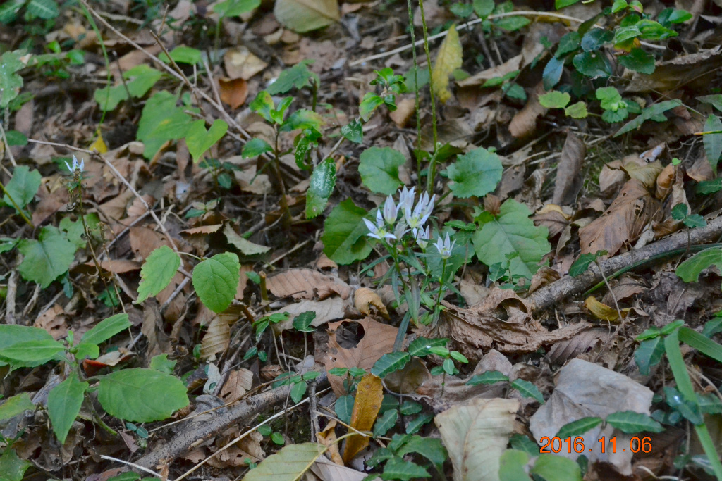 f:id:masatdm1951:20161107222327j:plain f:id:masatdm1951:20161107222327j:plain