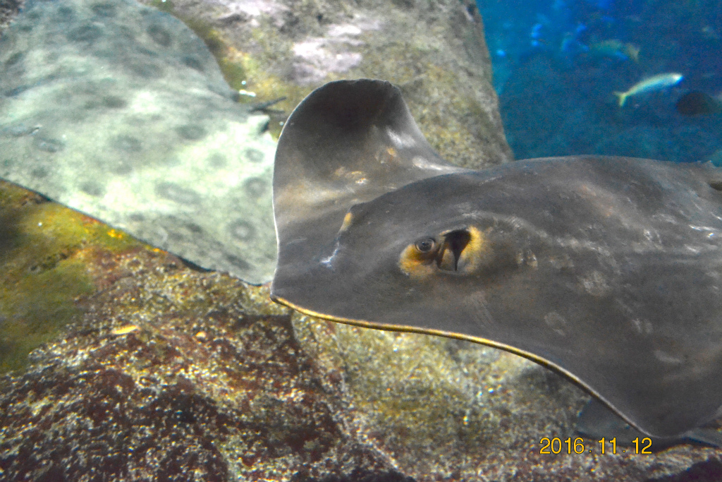 f:id:masatdm1951:20161116122702j:plain f:id:masatdm1951:20161116122702j:plain