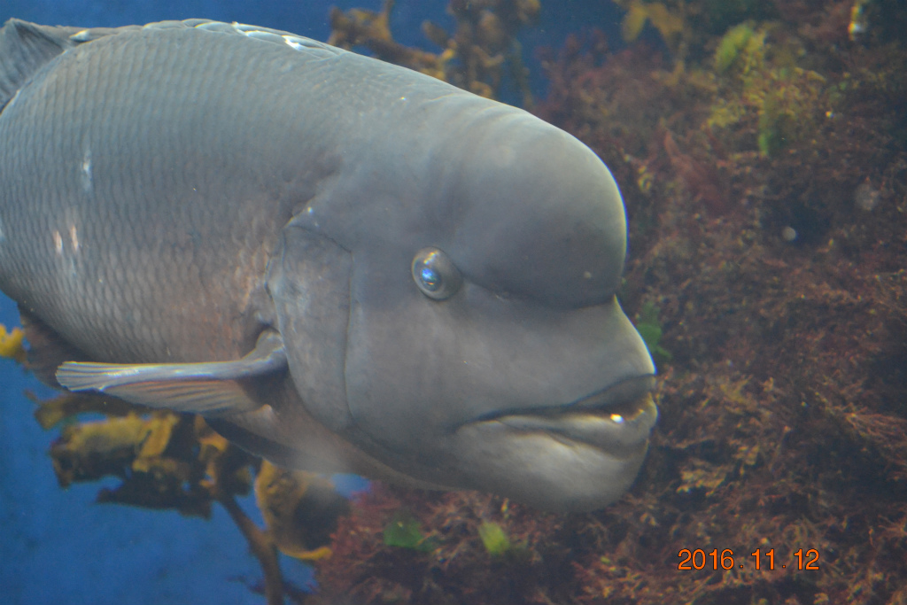 f:id:masatdm1951:20161116122800j:plain f:id:masatdm1951:20161116122800j:plain