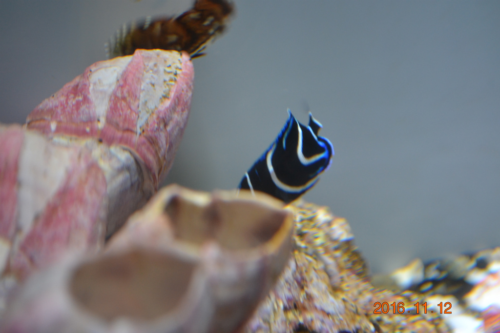 f:id:masatdm1951:20161116122928j:plain f:id:masatdm1951:20161116122928j:plain