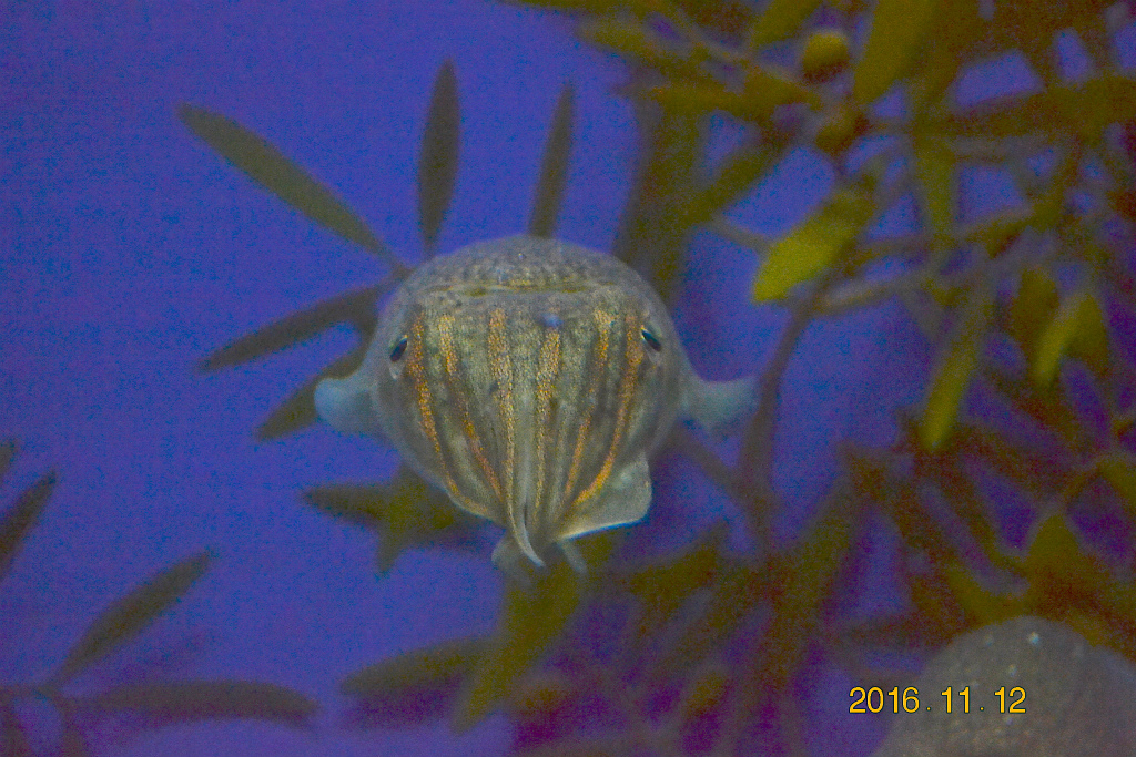 f:id:masatdm1951:20161116123206j:plain f:id:masatdm1951:20161116123206j:plain