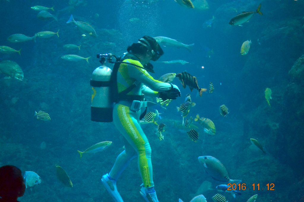 f:id:masatdm1951:20161116123239j:plain f:id:masatdm1951:20161116123239j:plain