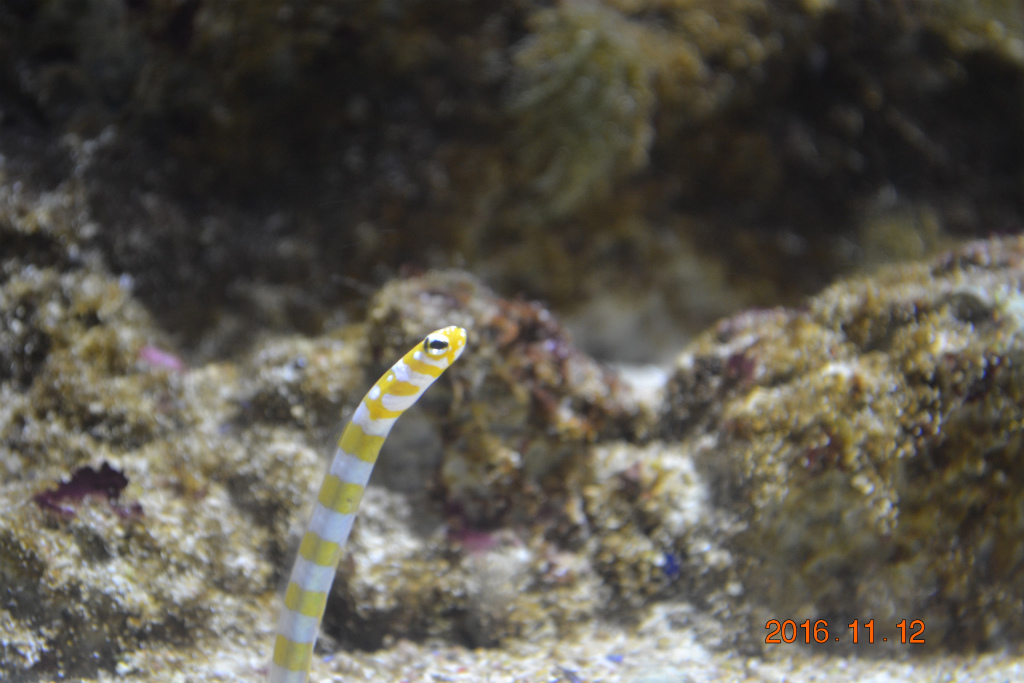 f:id:masatdm1951:20161116123520j:plain f:id:masatdm1951:20161116123520j:plain