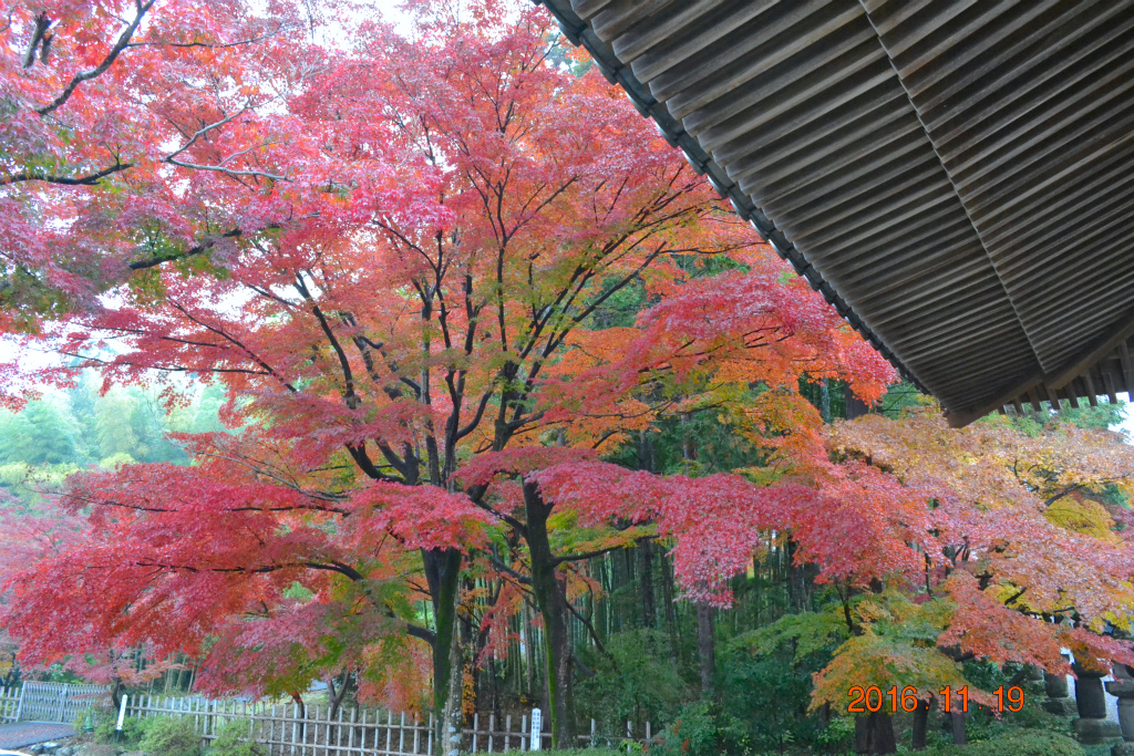 f:id:masatdm1951:20161119193243j:plain