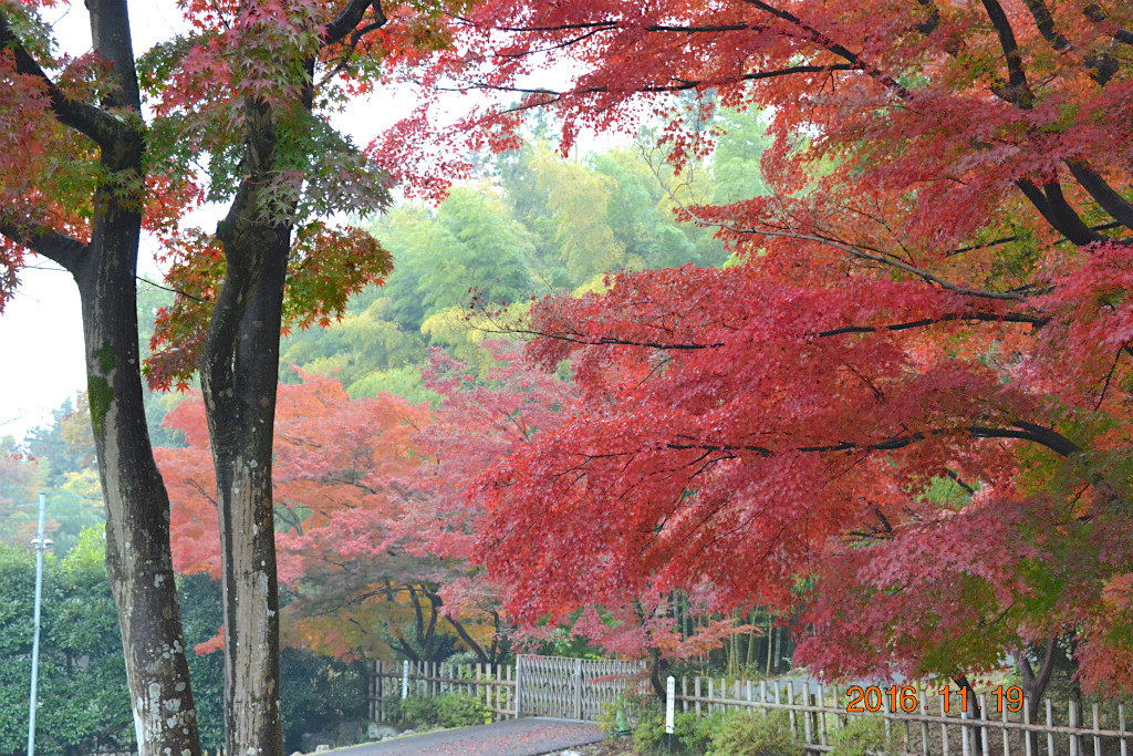 f:id:masatdm1951:20161119193254j:plain