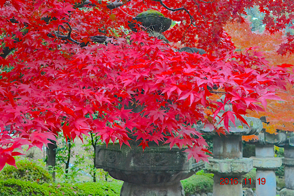 f:id:masatdm1951:20161119193301j:plain