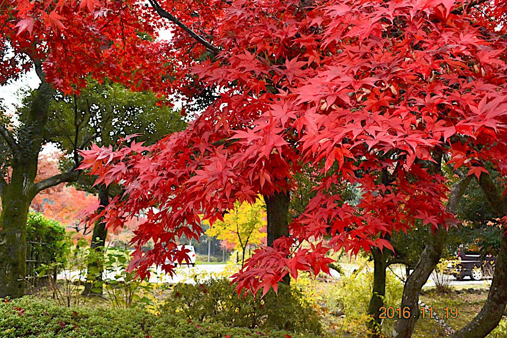 f:id:masatdm1951:20161119193347j:plain