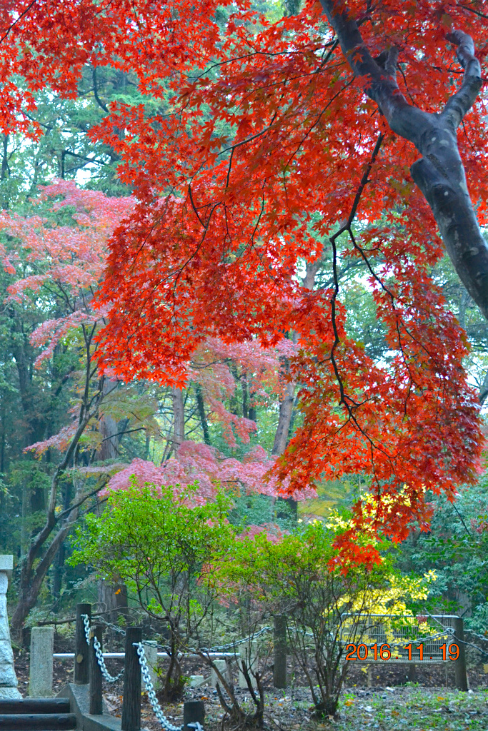 f:id:masatdm1951:20161119193716j:plain