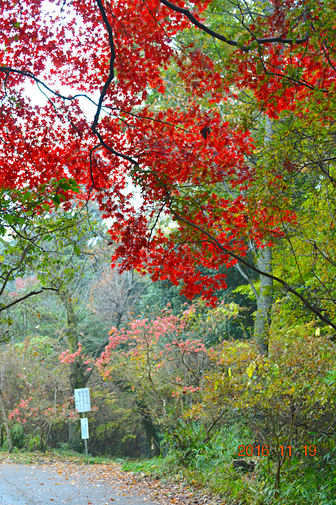 f:id:masatdm1951:20161119193854j:plain