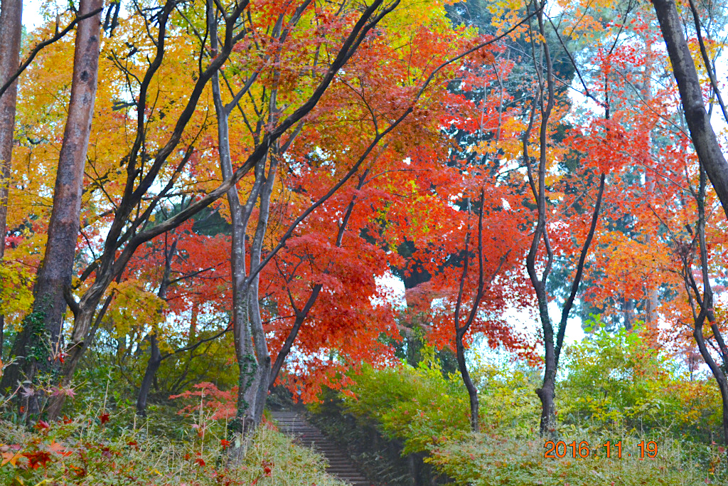 f:id:masatdm1951:20161119193935j:plain