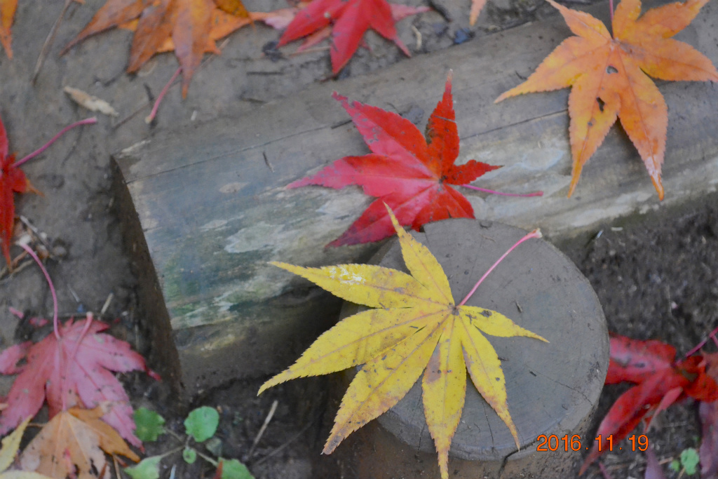 f:id:masatdm1951:20161119193954j:plain