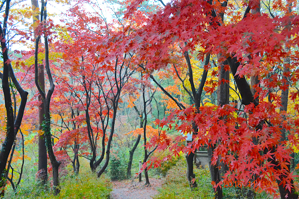 f:id:masatdm1951:20161119194019j:plain