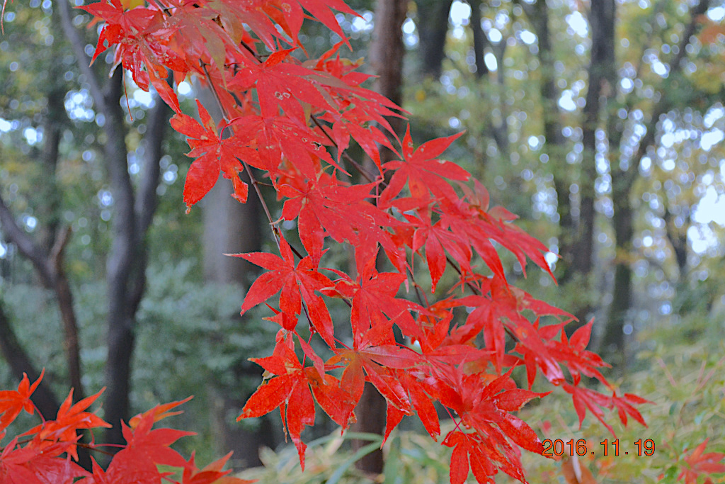 f:id:masatdm1951:20161119194058j:plain