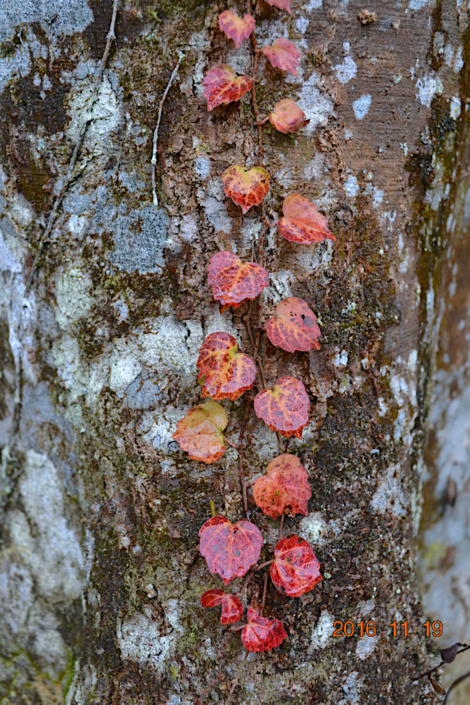 f:id:masatdm1951:20161119194129j:plain