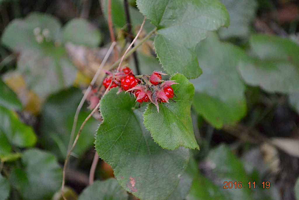 f:id:masatdm1951:20161119194223j:plain