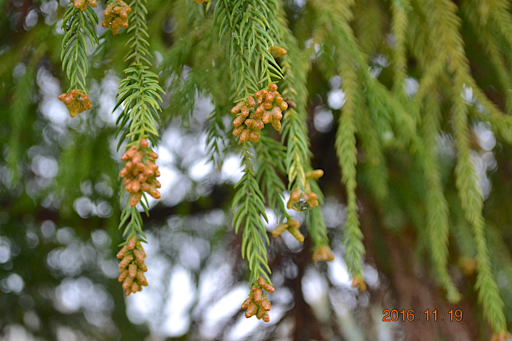 f:id:masatdm1951:20161119194240j:plain