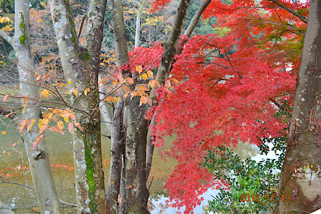 f:id:masatdm1951:20161119194253j:plain