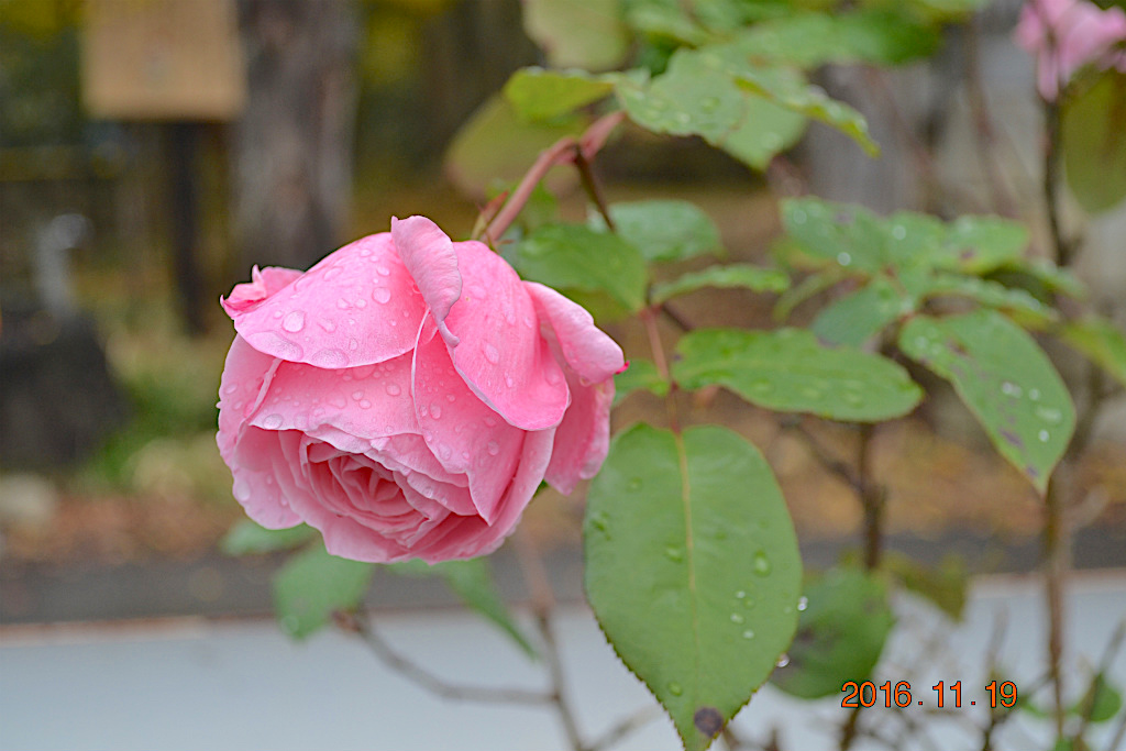 f:id:masatdm1951:20161119194321j:plain