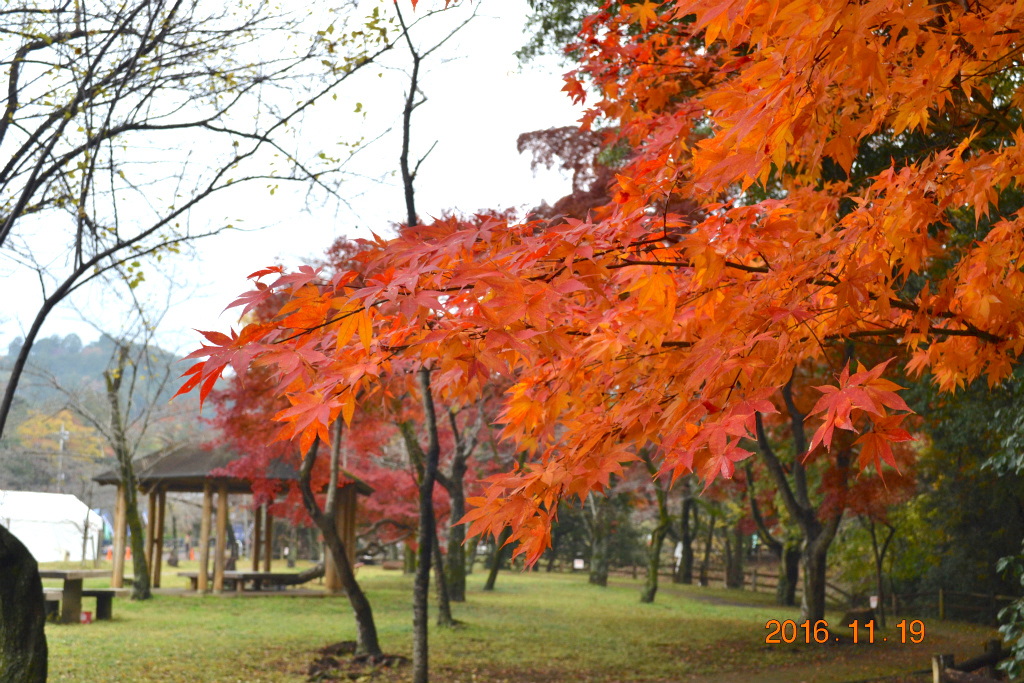 f:id:masatdm1951:20161119194441j:plain