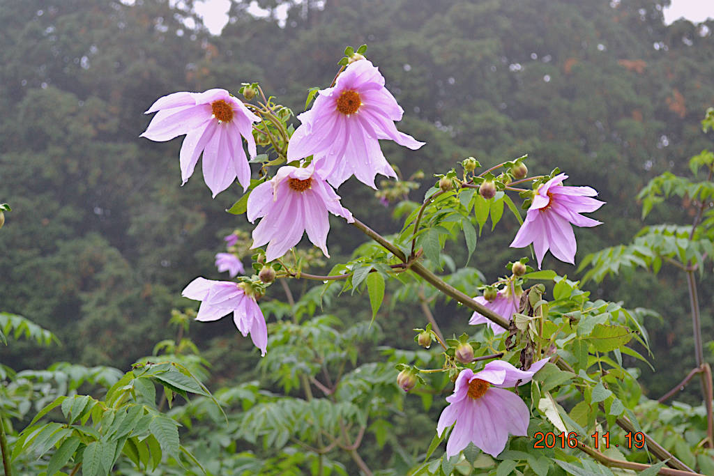 f:id:masatdm1951:20161119194513j:plain