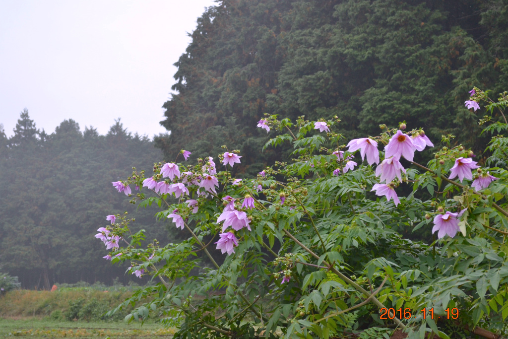 f:id:masatdm1951:20161119194521j:plain