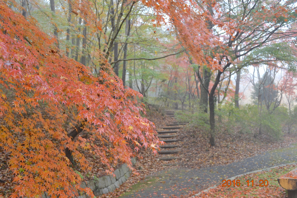 f:id:masatdm1951:20161121212811j:plain f:id:masatdm1951:20161121212811j:plain