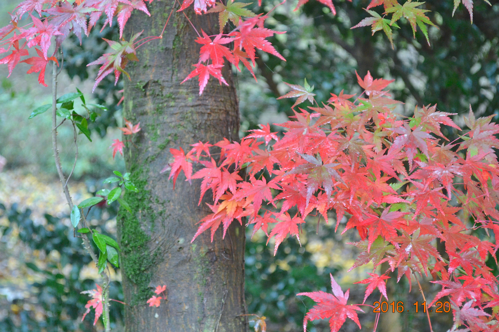 f:id:masatdm1951:20161121212827j:plain f:id:masatdm1951:20161121212827j:plain