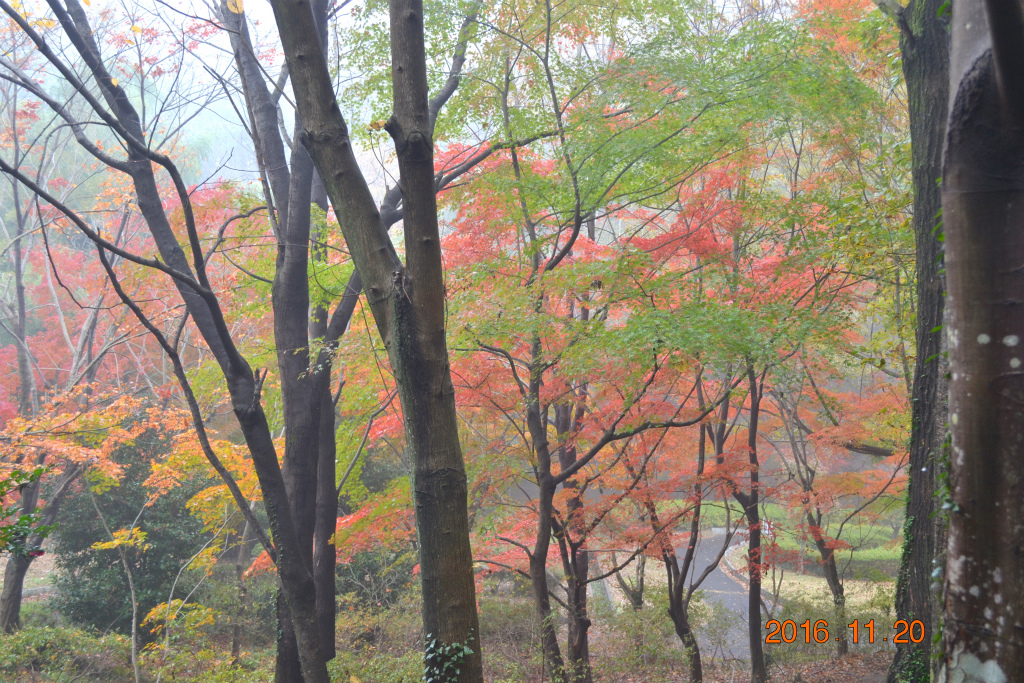 f:id:masatdm1951:20161121212856j:plain f:id:masatdm1951:20161121212856j:plain