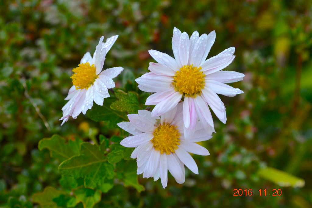 f:id:masatdm1951:20161121212902j:plain f:id:masatdm1951:20161121212902j:plain