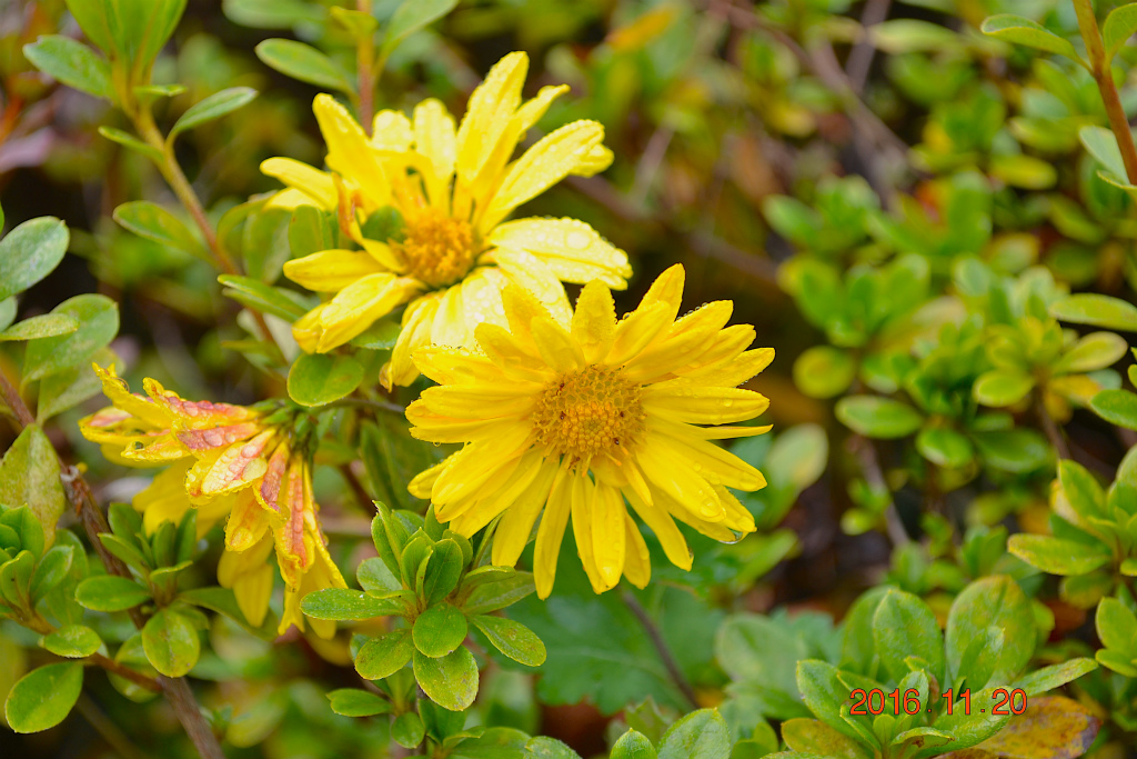 f:id:masatdm1951:20161121212912j:plain f:id:masatdm1951:20161121212912j:plain