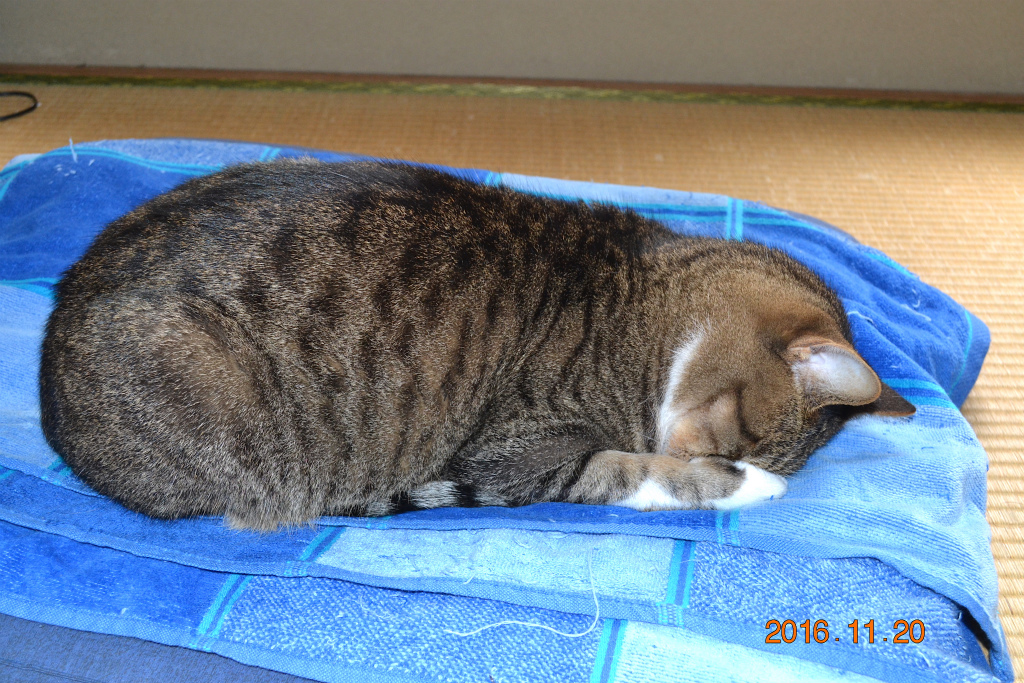 f:id:masatdm1951:20161121212928j:plain f:id:masatdm1951:20161121212928j:plain