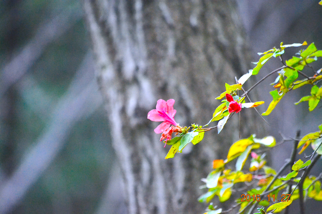 f:id:masatdm1951:20161127213949j:plain