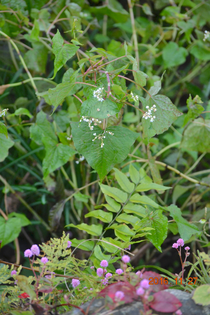 f:id:masatdm1951:20161127214304j:plain