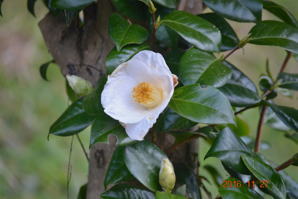 f:id:masatdm1951:20161127214313j:plain