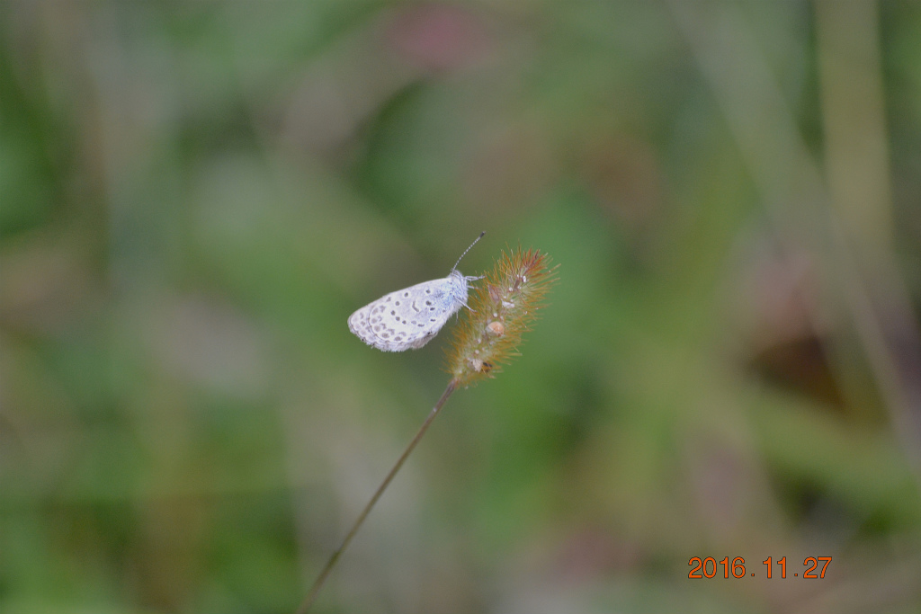 f:id:masatdm1951:20161127214320j:plain