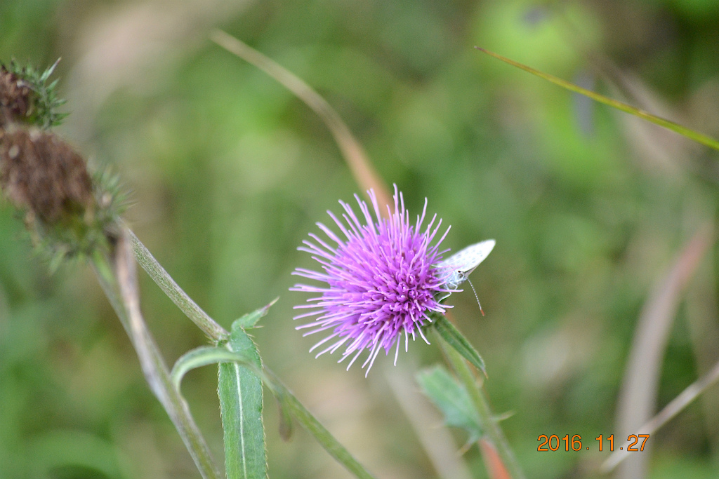 f:id:masatdm1951:20161127214328j:plain