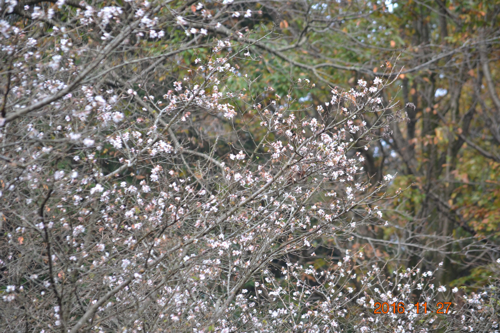 f:id:masatdm1951:20161127214357j:plain