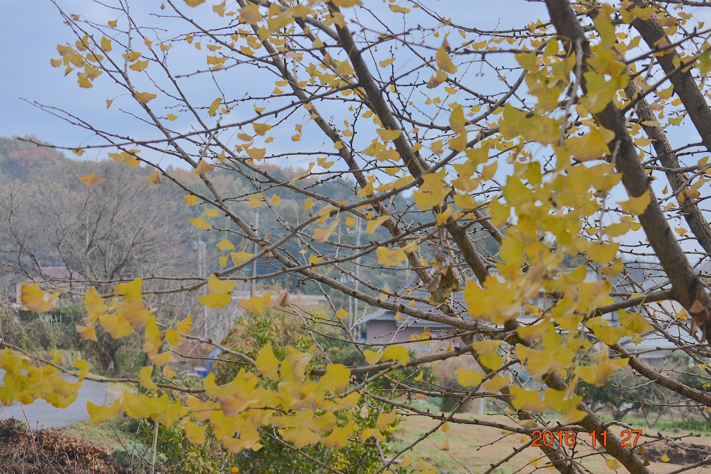 f:id:masatdm1951:20161127214404j:plain