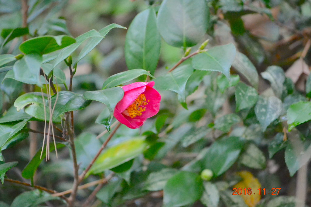 f:id:masatdm1951:20161127220407j:plain