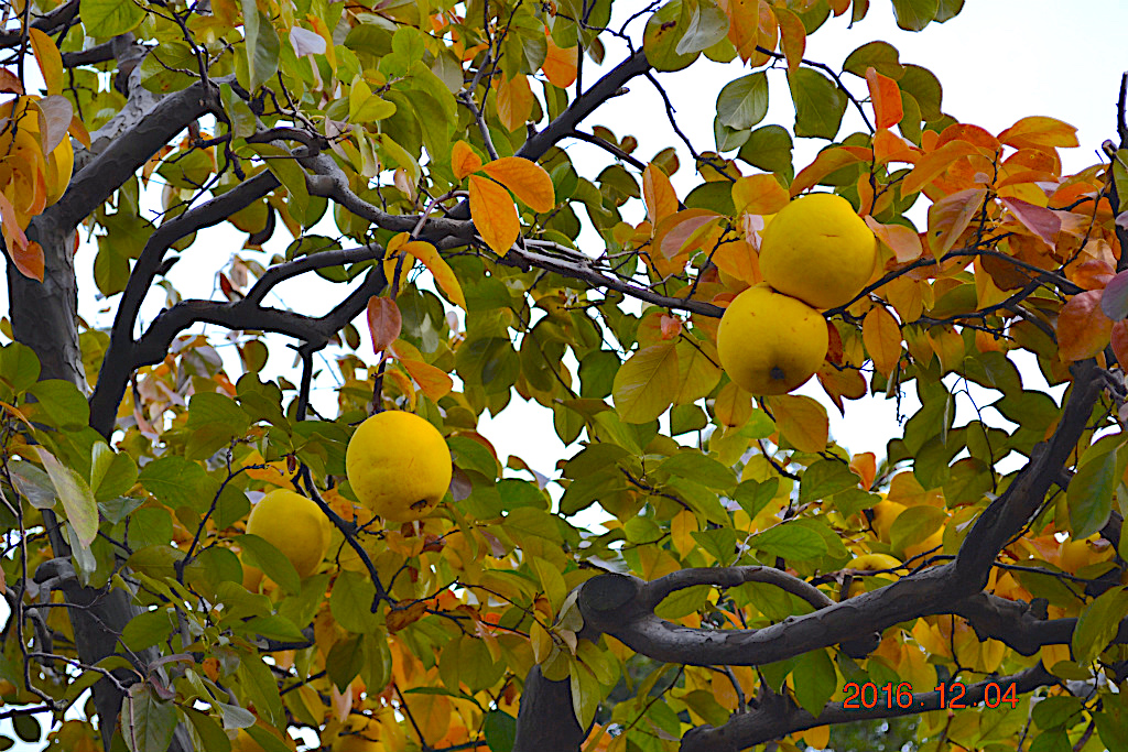 f:id:masatdm1951:20161204134025j:plain