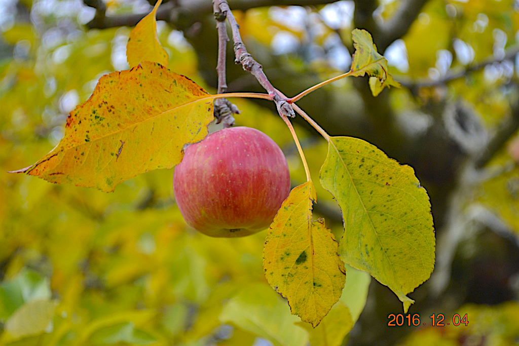 f:id:masatdm1951:20161204134030j:plain