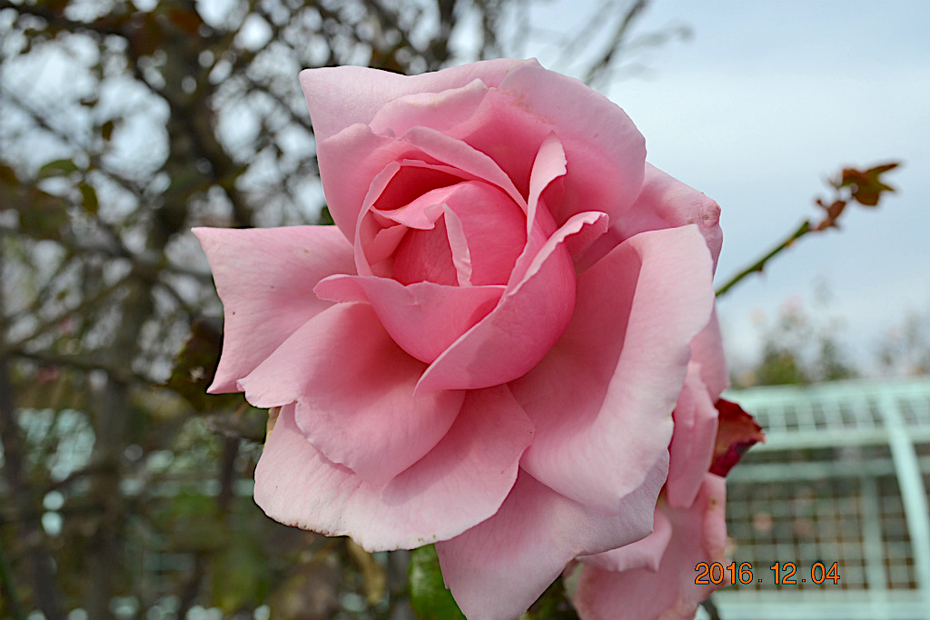 f:id:masatdm1951:20161204134100j:plain