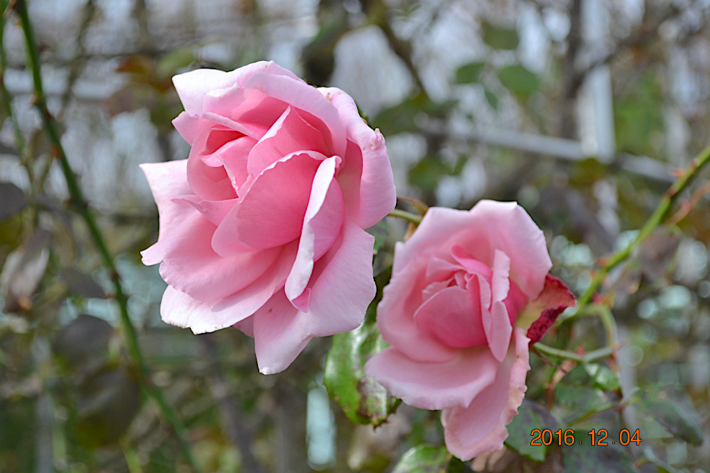 f:id:masatdm1951:20161204134150j:plain