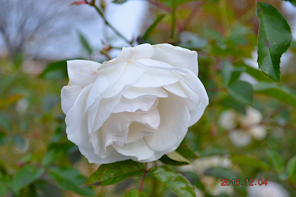 f:id:masatdm1951:20161204134202j:plain